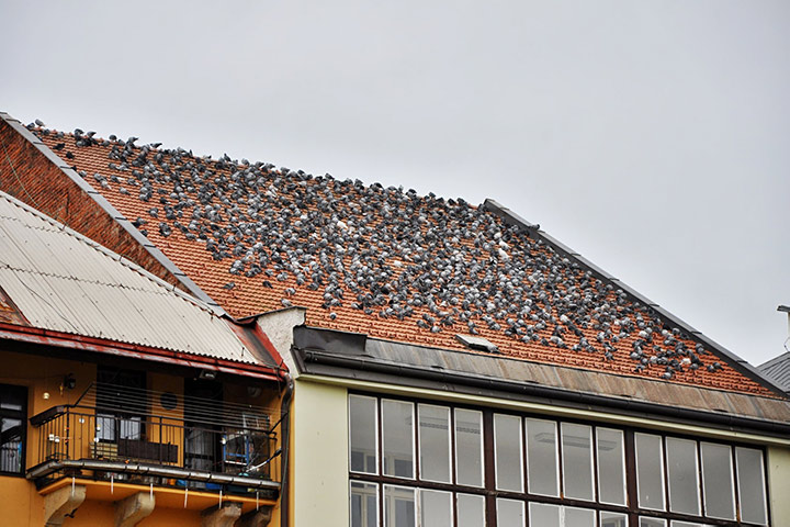 A2B Pest Control are able to install spikes to deter birds from roofs in Hoyland. 