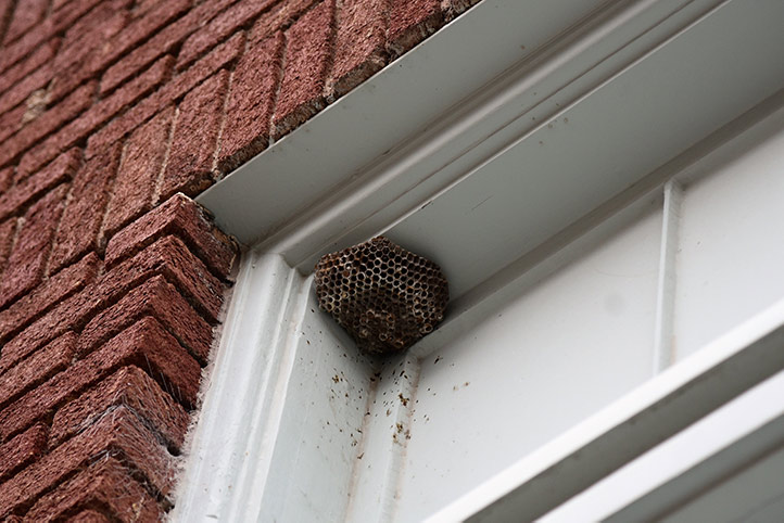 We provide a wasp nest removal service for domestic and commercial properties in Hoyland.